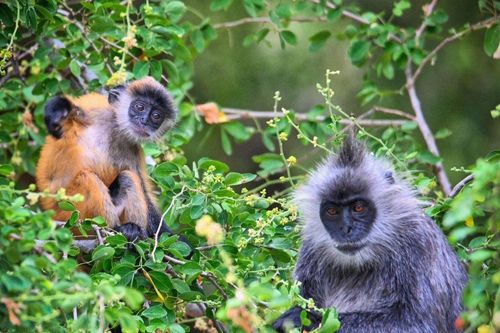 Loài linh trưởng quý hiếm trong sách Đỏ thế giới chỉ có ở Việt Nam