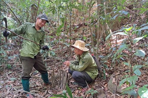 Băng rừng bảo vệ động vật hoang dã
