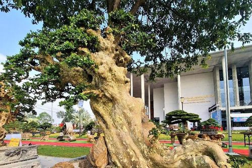 Hơn 1.000 sinh vật cảnh trưng bày ở Quảng Ngãi
