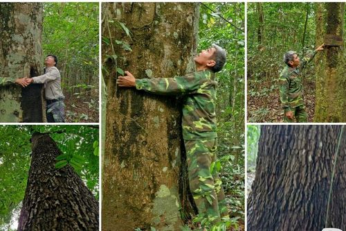 Thảm thực vật đa dạng bên trong 'viên ngọc xanh' Rú Lịnh