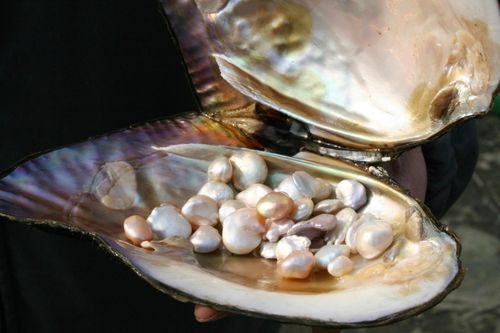 'Trân châu mẫu' vị thuốc quý từ biển cả