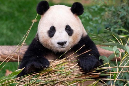 'Siêu sao' Fu Bao tái xuất