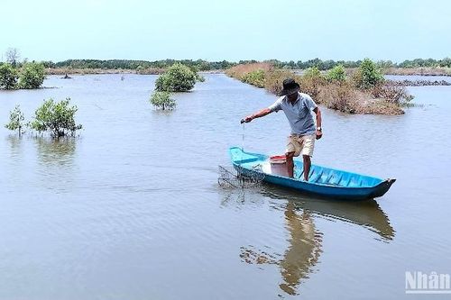 Nhanh chóng kiểm tra, khắc phục tình trạng cua chết tại Cà Mau