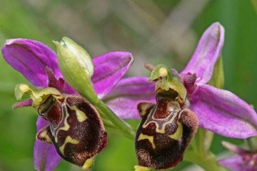 Cận cảnh loài hoa có hình thù giống hệt côn trùng, tỏa hương đặc biệt