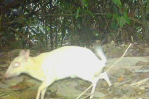 Phát hiện cá thể cheo cheo Nam Dương đặc biệt quý hiếm tại Vườn Quốc gia Vũ Quang
