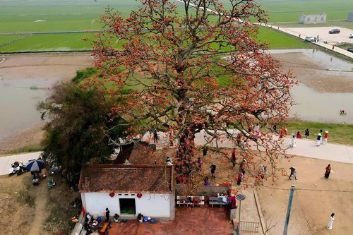 Cây gạo 200 tuổi ở Bắc Giang nở hoa rực rỡ, khách đến đông, ô tô đỗ dọc triền đê