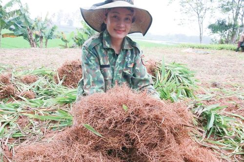 'Vàng xanh' trên đất đồi Nghệ An