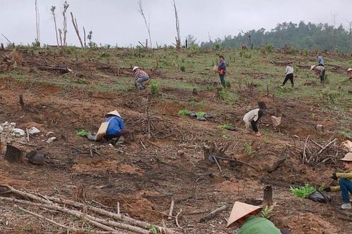 Nhiều nơi ở Nghệ An thiếu keo giống trồng rừng vụ Xuân