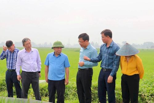 Phó Chủ tịch UBND tỉnh kiểm tra sản xuất nông nghiệp tại Đô Lương và Yên Thành