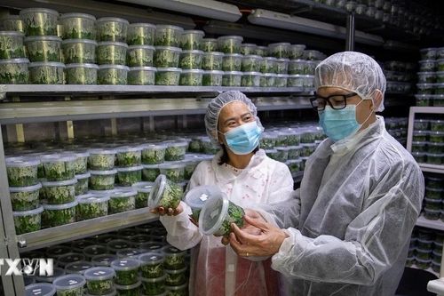 Đưa các giải pháp công nghệ cao về nông nghiệp của Israel vào Việt Nam