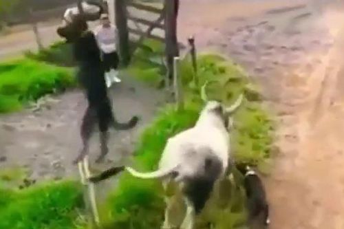 CLIP: Tấn công bò nhà, chó Putbull con bị đá văng, con bị húc bay lên không trung
