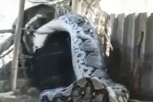 CLIP: Mò vào nhà dân nuốt trộm bò, trăn khổng lồ mắc kẹt trong chuồng