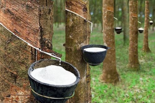 Cổ phiếu cao su nổi sóng: TRC tăng trần, GVR, PHR đua nhau bứt tốc