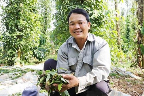 Nông dân kể chuyện trồng tiêu theo hướng hữu cơ