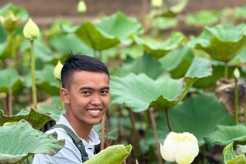 Tăng thu nhập nhờ trồng sen trắng