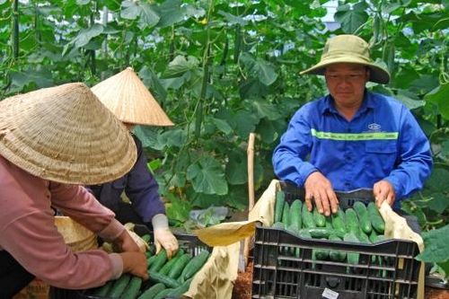 Farm Hạnh Phúc ổn định lợi nhuận trên đất rau