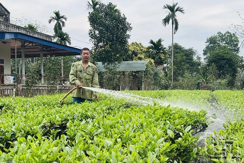 Sông Công nâng cao giá trị cây chè