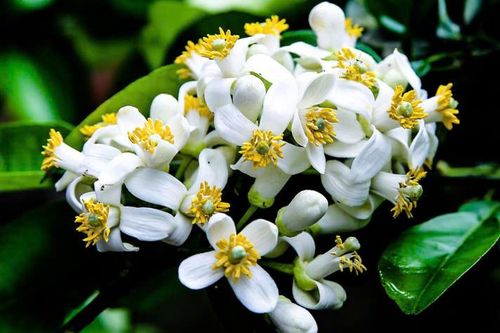 Lời mời duyên dáng của tháng Ba