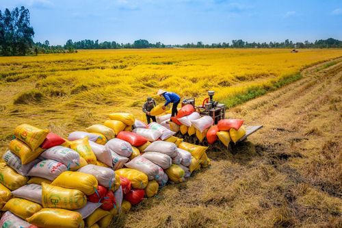 Giá gạo xuất khẩu tiếp tục tăng trong 2 tuần liên tiếp