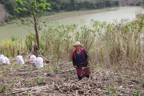 Bấp bênh cây sắn Mường Lát