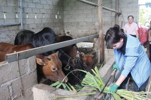 Hà Quảng tập trung nguồn lực giảm nghèo bền vững