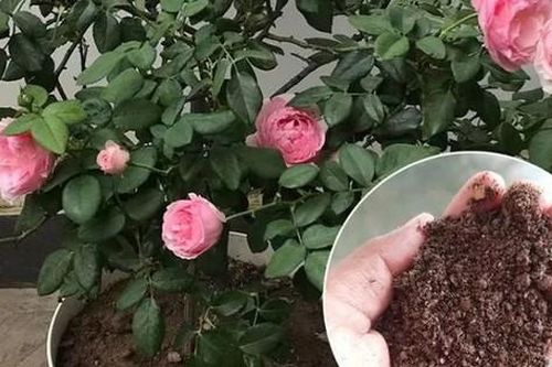 Cách bón phân trùn quế cho hoa hồng ra hoa to đẹp quanh năm và bền màu