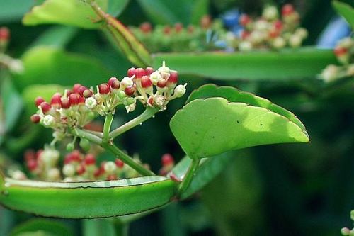 Kem đánh răng thảo mộc – lựa chọn mới trong chăm sóc răng miệng