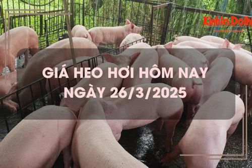 Giá heo hơi hôm nay 26/3: miền Bắc và miền Trung giảm mạnh