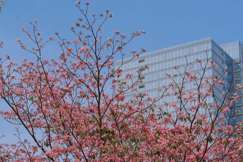 Hoa kèn hồng rực rỡ, tô sắc cho phố phường Hà Nội