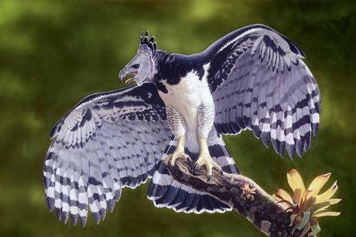 Cận cảnh loài chim săn mồi đáng sợ nhất hành tinh... 'ác mộng' của khỉ