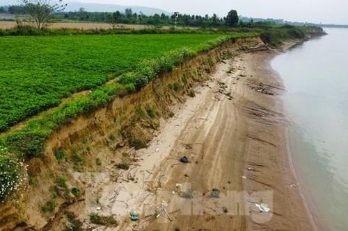 Bờ sông Lam sạt lở nghiêm trọng, cuốn trôi nhiều diện tích đất