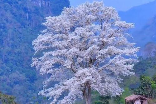 Kỳ lạ 'cây cô đơn' nở hoa trắng muốt như phủ băng tuyết