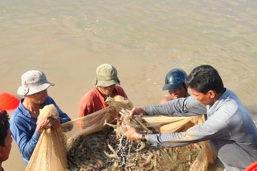 Tôm Việt xuất khẩu tăng mạnh, ngành tỷ USD bước vào cách mạng xanh