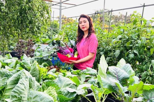 Mẹ đảm ở Hưng Yên kéo đất lên sân thượng, làm khu vườn 50m2 tràn ngập rau củ