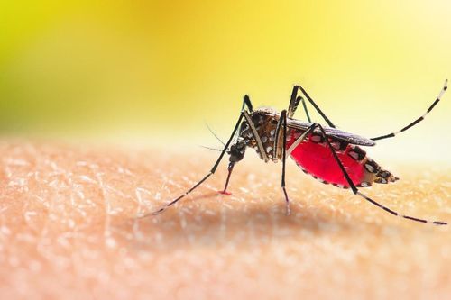 Sốt xuất huyết Dengue ở Việt Nam: Chuyện nhỏ, nguy cơ lớn