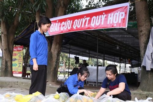 Hơn 70 tấn quýt PQ ở huyện Quỳ Hợp được 'giải cứu'