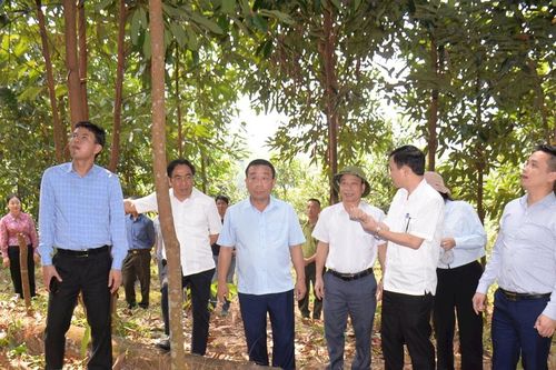 Phó Chủ tịch UBND tỉnh Nguyễn Văn Đệ kiểm tra công tác quản lý rừng ở Quế Phong, Tương Dương