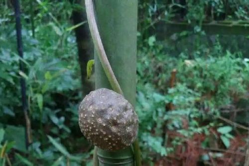 Cây từ quả đến rễ đều kịch độc nhưng người Việt vẫn dùng làm thực phẩm, giá bán cực cao