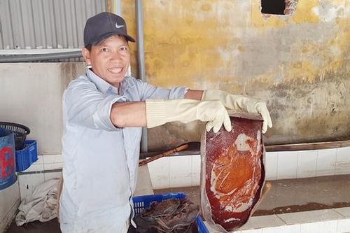 Sứa đỏ xuất hiện nhiều trở lại ở vùng biển Đồ Sơn sau 25 năm