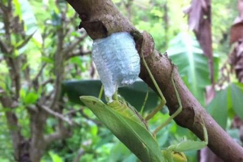 Loài côn trùng với phần tổ 'quý như vàng', có mặt khắp nơi ở Việt Nam