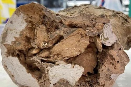 Quái thú 66 triệu năm tuổi: Phát hiện chấn động giới cổ sinh vật học