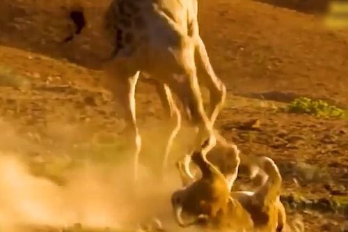 CLIP: Đi săn hươu cao cổ, sư tử bị con mồi đạp vỡ mồm