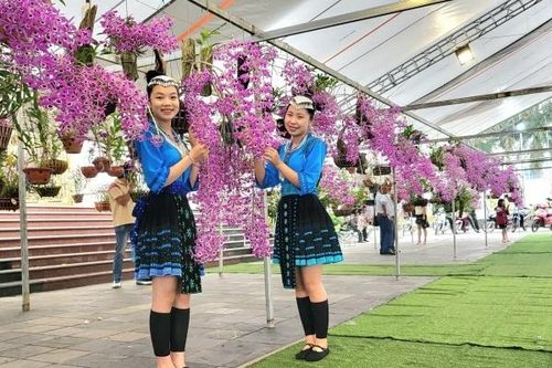 Lai Châu sắp tổ chức Lễ hội hoa lan năm 2025