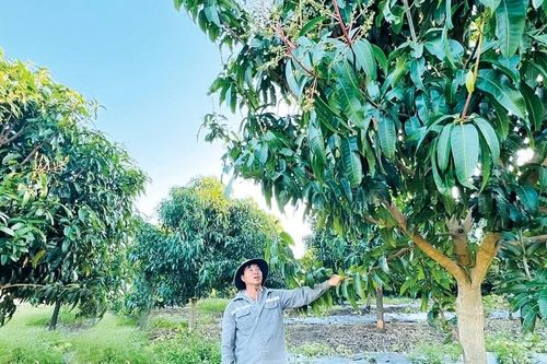Tỷ phú trên đất cằn