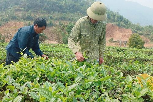 Nông dân Mường Khương bước vào thu hoạch chè vụ xuân