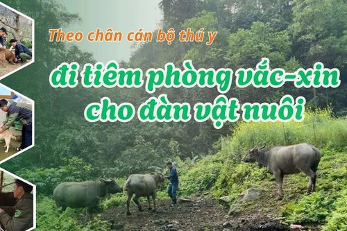 Theo chân cán bộ thú y đi tiêm phòng vắc-xin cho đàn vật nuôi