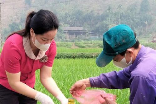 Bảo Yên: 27 ha lúa bị mắc bệnh bạc lá, đốm sọc vi khuẩn