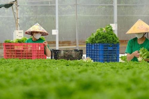 Nâng cao giá trị sản phẩm nông nghiệp