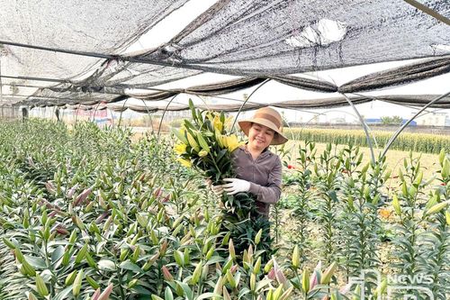 Thái Nguyên: Đặt mục tiêu thu 135 triệu đồng/ha đất trồng trọt