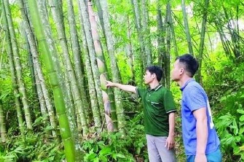 Trồng rừng gắn liền chế biến, người dân tại huyện nghèo của Thanh Hóa đổi đời, tăng thu nhập